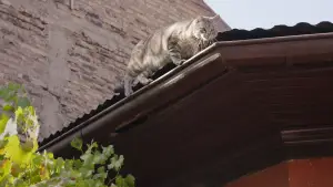 Задник до фильму"Cartas a mis padres muertos" #784983