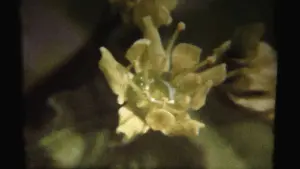 Задник до фильму"" #470065