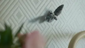 Задник до фильму"Сайлент Гілл. Повернення" #759932