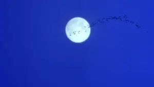 Задник до фильму"Практична магія" #697214