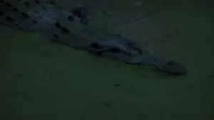 Задник до фильму"Тонка червона лінія" #650176