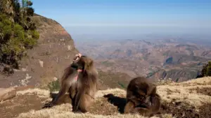 Задник до фильму"Le royaume des nuages" #800283