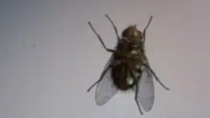 Задник до фильму"Муха" #788747