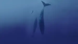 Задник до фильму"Freediver" #791618