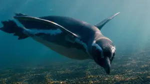 Задник до фильму"Мій друг пінгвін" #506449