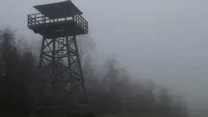 Задник до фильму"Таємничий ліс" #728800