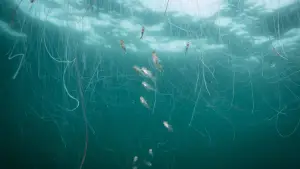 Задник до фильму"De wilde Noordzee" #772997