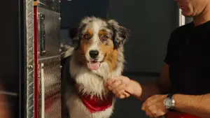 Задник до фильму"Мармадюк" #616781