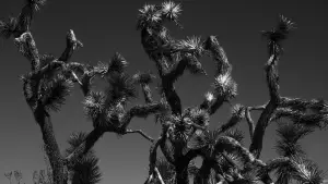 Задник до фильму"The Stoning of a Temptress" #808493