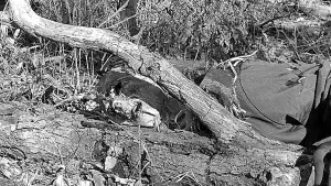 Задник до фильму"Autumn Stalking" #776718