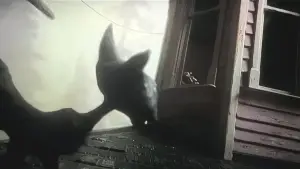 Кораліна у світі кошмарів