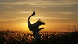 Задник до фильму"" #436612