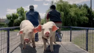 Задник до фильму"Героїчні лузери" #204360