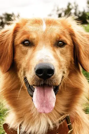 Постер до фильму"Життя і мета собаки" #204550