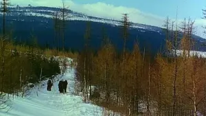 Задник до фильму"Відьмак" #494901