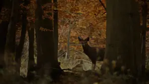 Задник до фильму"Полювання" #650058