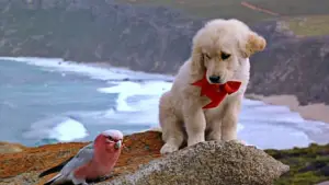 Задник до фильму"Наполеон" #646957