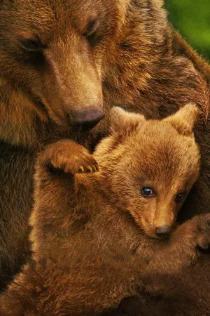 Постер до фильму"Ведмеді" #471340