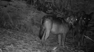 Задник до фильму"" #409948