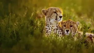 Задник до фильму"" #539397