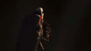 Задник до фильму"" #534627