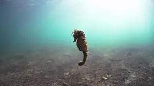 Задник до фильму"" #483138