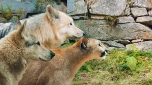 Задник до фильму"Хранителі лісу 2" #522636