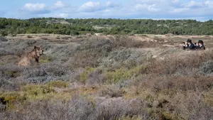 Задник до фильму"Людина, яка бачила ведмедя, який бачив людину" #636842