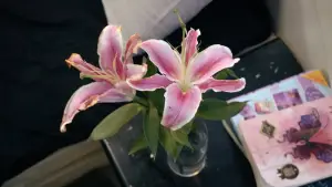 Задник до фильму"Lily" #800991