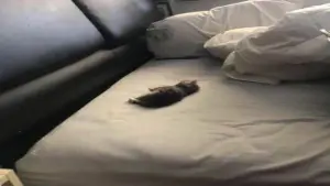 Задник до фильму"" #440806