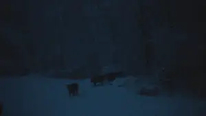 Задник до фильму"The Human Hibernation" #757295