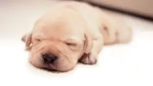 Задник до фильму"クイール" #764479