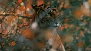 Задник до фильму"Дерсу Узала" #751353