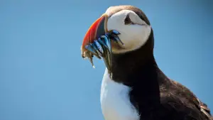 Задник до фильму"De wilde Noordzee" #772996