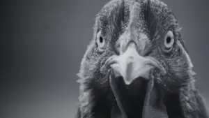 Задник до фильму"" #352947