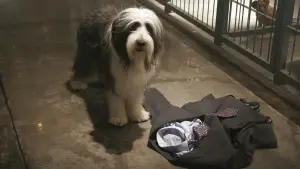 Задник до фильму"Кудлатий пес" #347036