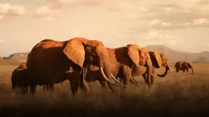 Задник до фильму"Королева слонів" #423848