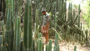 Задник до фильму"பைசன் காளமாடன்" #786343