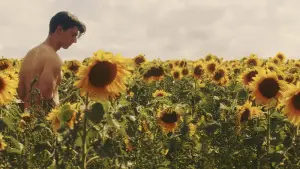 Задник до фильму"Sunflower" #820103