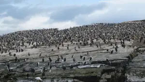 Задник до фильму"Птахи – мандрівний народ" #383835