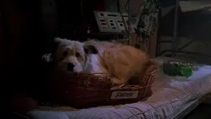 Задник до фильму"Назад у майбутнє. Частина друга" #647311