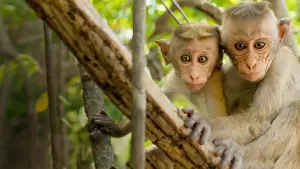 Задник до фильму"Королівство мавп" #437488