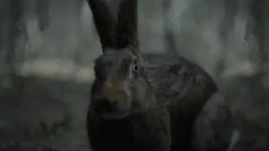 Задник до фильму"Відьма" #600256