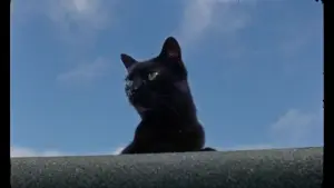 Задник до фильму"Melnais samts" #758220