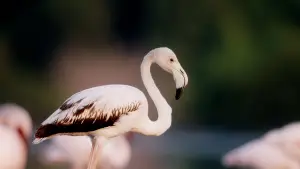 Задник до фильму"هورايزن" #793418