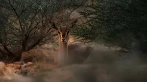 Задник до фильму"هورايزن" #793429