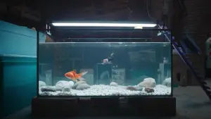 Задник до фильму"Людина, що зменшується" #526991