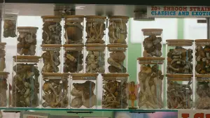 Задник до фильму"Searching for Drug Peace" #777642