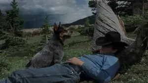 Задник до фильму"Горбата гора" #753818