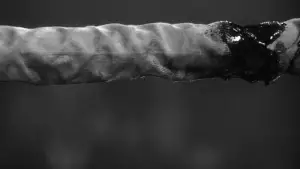 Задник до фильму"Скажений бик" #656091